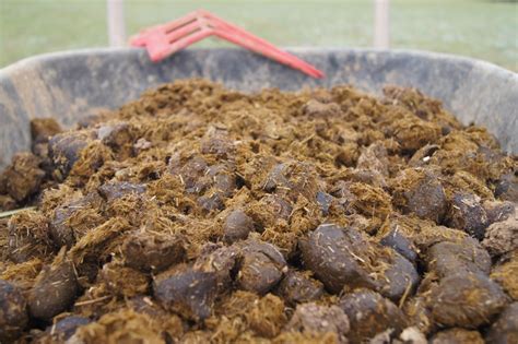 Horse Manure as Fertilizer: 2025's Top Organic Solution