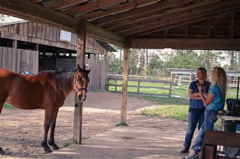 Horse and Kennel Services in Jacksonville, FL: A Comprehensive Guide