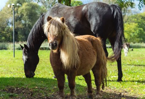 Horses and Ponies Reader