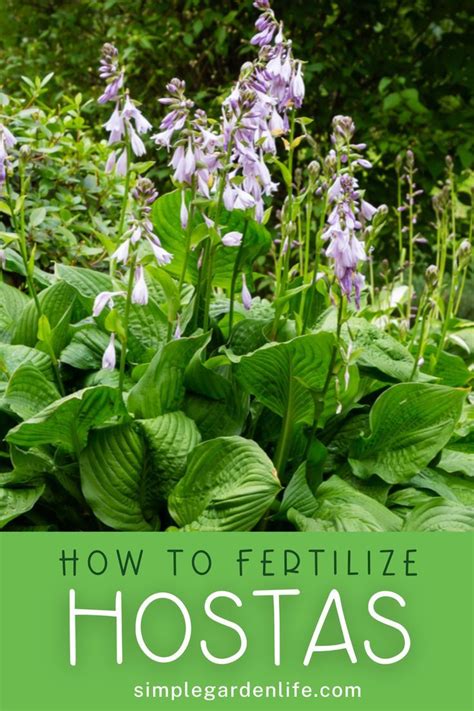 Hosta Fertilizer: 12 Tips for Feeding Your Hostas Like a Pro