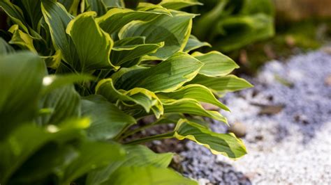 Hosta Fertilizer: The 5-Step Guide to Nurturing Your Garden Giants