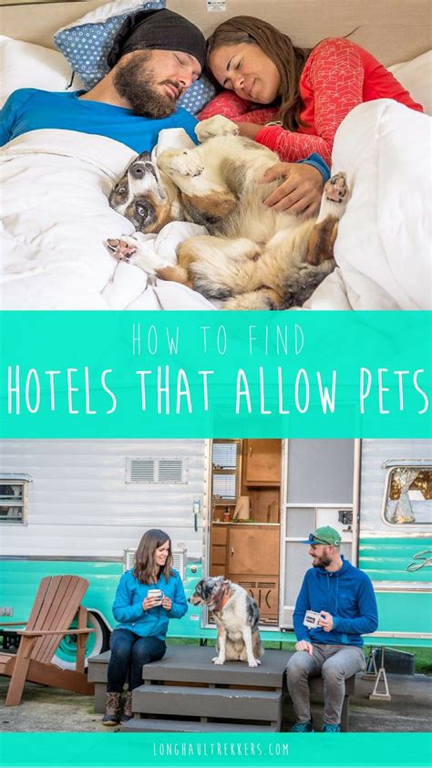 Hotels with Pets Allowed: A Guide to Finding the Perfect Pet-Friendly Accommodation