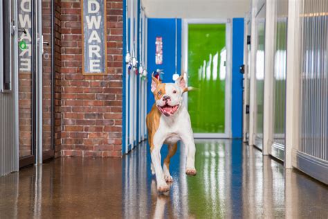 Hounds Town USA: The Ultimate Dog Daycare and Boarding Near You