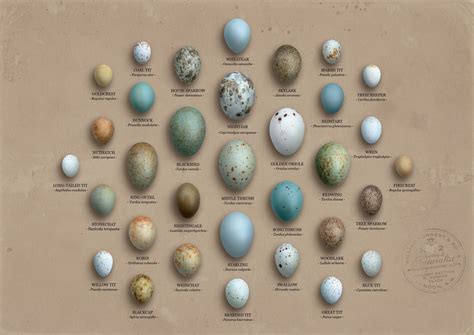 House Sparrow Bird Egg Identification Chart