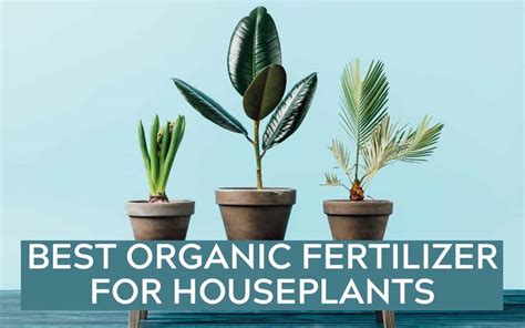 Houseplants Organic Fertilizer: 20 Natural Solutions