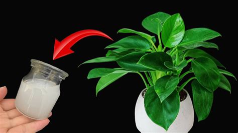 Houseplants Organic Fertilizer: 25 Unbelievable Tips for Lush Greenery