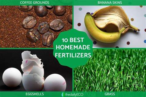 Houseplants Organic Fertilizer: 7 Natural Ways to Nourish Your Plants