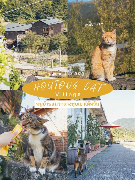 Houtong Cat Village Cafe: 貓咪天堂，吃喝玩樂好去處