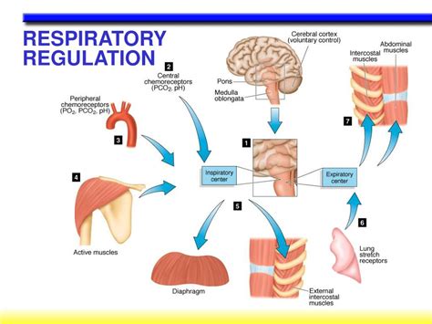 How Aerobic Respiration System Affects Exercise Performance