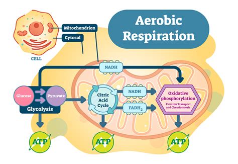 How Aerobic Respiration System Works with Exercise: A Detailed Guide