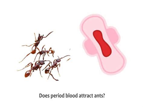 How Ants Find Period Blood