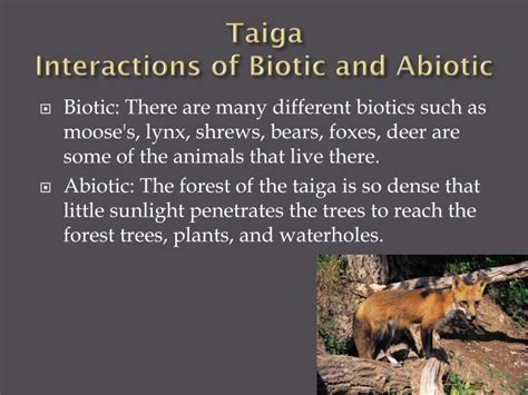 How Are Biotics Different in the Taiga & Rainforest?