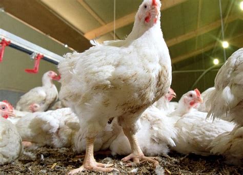 How Are Broilers Produced in Georgia 101: A Comprehensive Guide