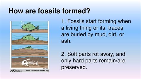 How Are Fossils Formed Yahoo Answers Doc