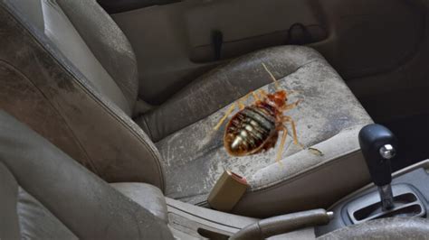 How Bed Bugs Get Into Cars