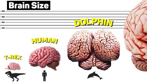 How Big is Your Brain Doc