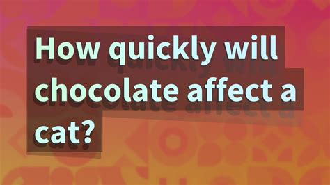 How Chocolate Affects Cats