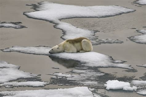 How Climate Change is Impacting Polar Bears