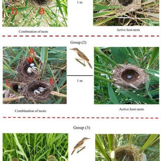How Cuckoos Parasitize Warblers