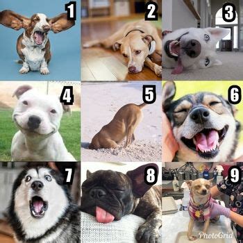 How Do We Feel Today Dog Chart