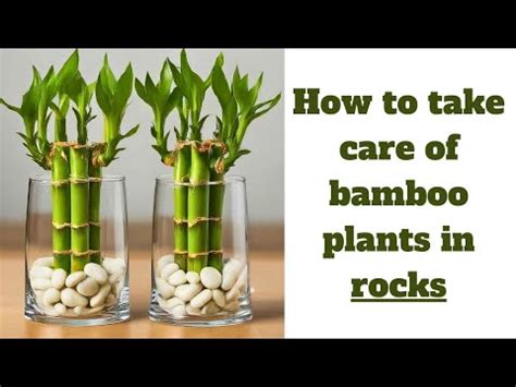 How Do You Care For Bamboo