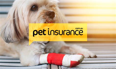 How Does Pet Insurance Work: The Ultimate 2023 Guide