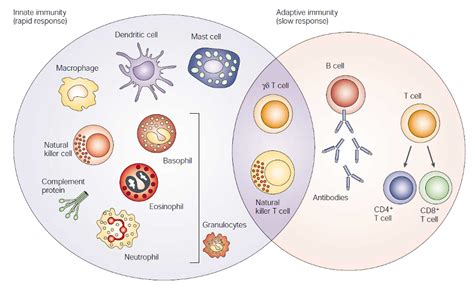 How Does The Immune System Work Yahoo Answers Epub