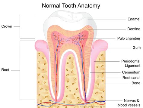 How Does Tooth Pain Nerve Work?