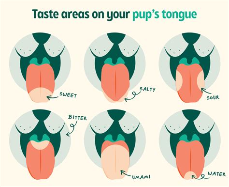 How Dogs Taste