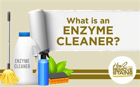 How Enzyme Cleaners Work