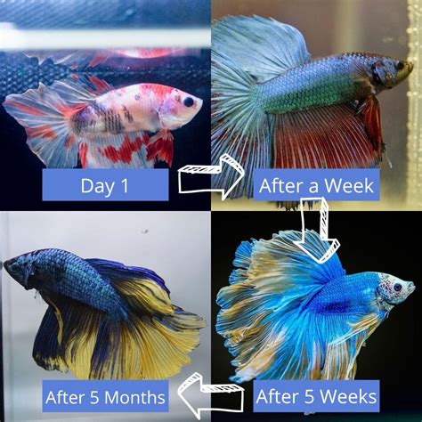 How Fast Can Bettas Change Color? The Ultimate Guide to Betta Color Transformation