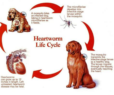 How Heartworm Disease Develops