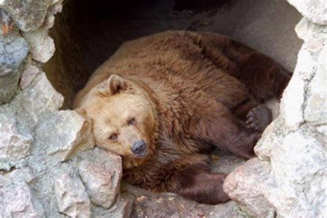 How Hibernation Works