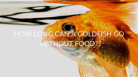 How Long Can Goldfish Go Without Food?