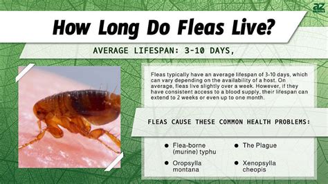 How Long Do Fleas Live?