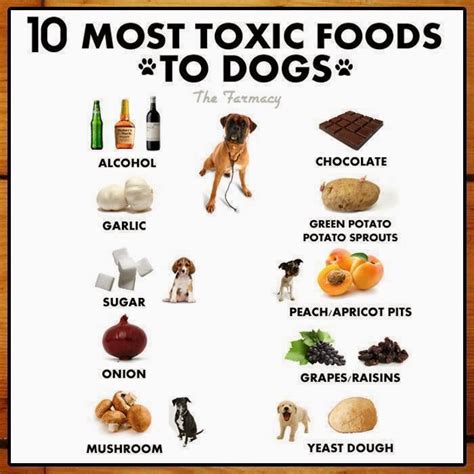 How Much Cinnamon is Toxic to Dogs?