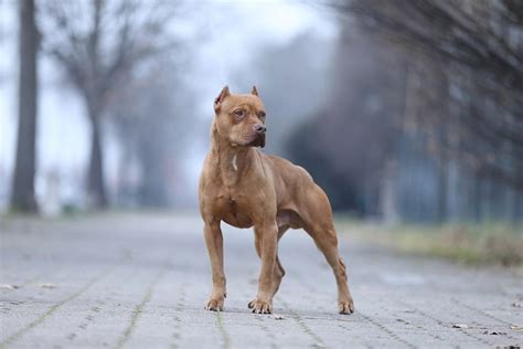 How Much Does a Pitbull Cost in 2025: A Comprehensive Guide