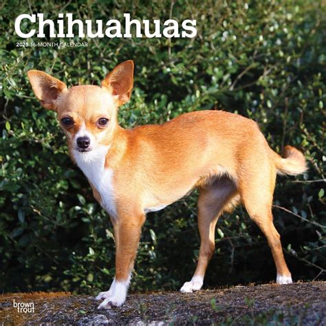 How Much for a Chihuahua 2025: Complete Buyer's Guide