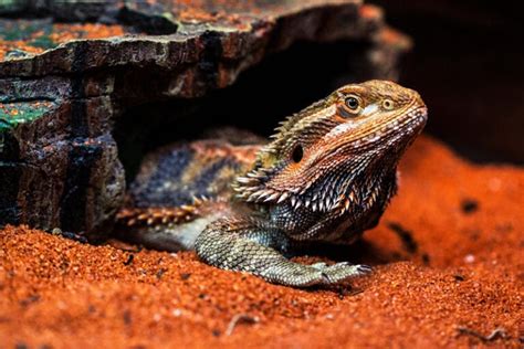 How Much is a Bearded Dragon in 2025: The Ultimate Guide