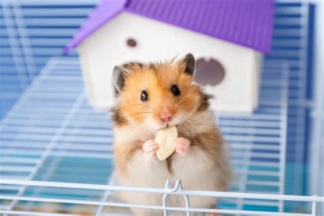 How Much is a Hamster in 2025: Ultimate Price Guide