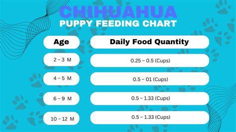 How Much to Feed Your Chihuahua Puppy: