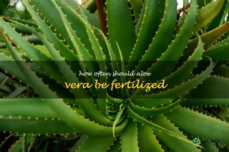 How Often to Fertilize Aloe Vera