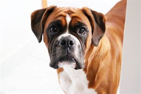 How Old Do Boxers Live: Unlocking the Secrets to Their Longevity