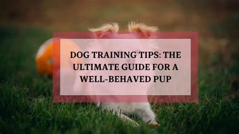 How Tallgirlkatiee's Proven Dog Training Techniques Can Make Your Pup a Pro