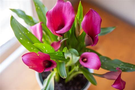 How To Care Calla Lily Plants