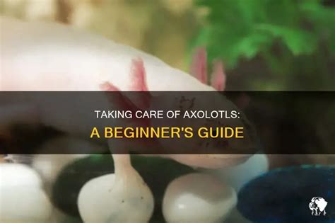 How To Care For Axolotls