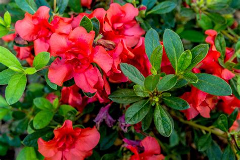 How To Care For Azaleas