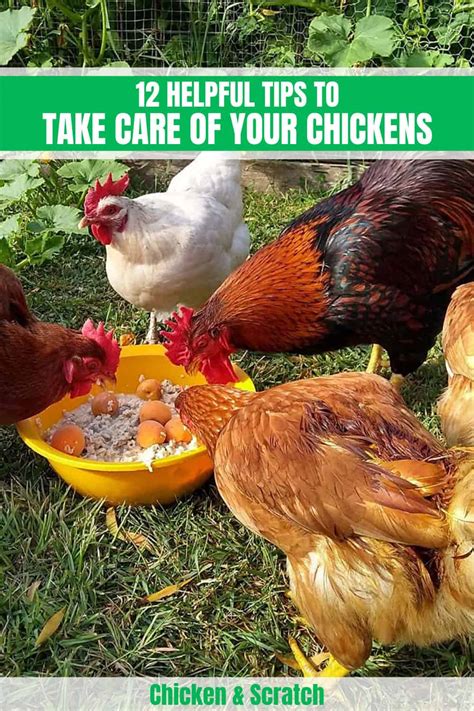 How To Care For Chickens