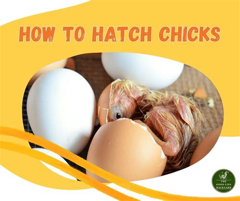 How To Care For Chicks