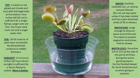 How To Care For Fly Trap